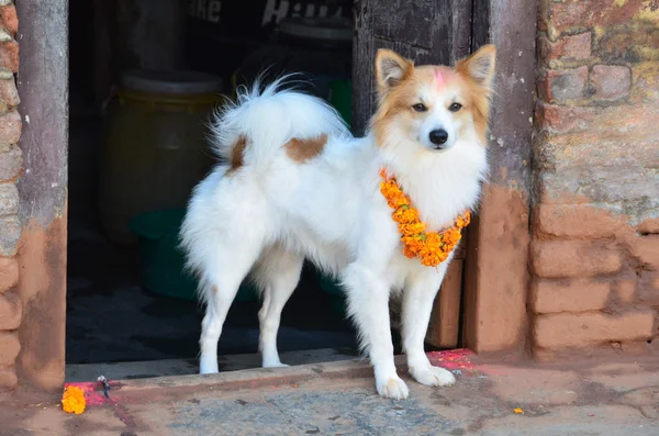 Nepal, Kathmandu. Anjing putih di halaman Rumah dihiasi dengan bunga-bunga dalam perayaan tahun baru . — Stok Foto