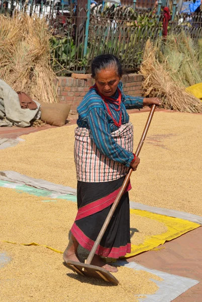 ネパール。高齢者の女性が乾燥するバクタプルで正方形の穀物を揺るがす. — ストック写真