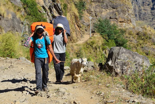 Nepal, trekking en el Himalaya. Los porteros llevan un montón de turistas y llevan una cabra — Foto de Stock