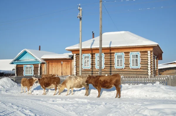 Bashkortostán, el pueblo de Kaga, vacas en la calle en el invierno en un día claro —  Fotos de Stock