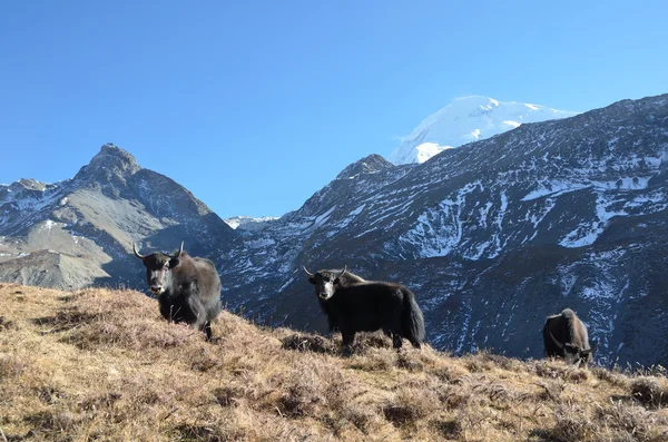 尼泊尔，在 anapurna，牦牛放牧在山附近徒步旅行 — 图库照片