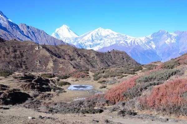 Népal, randonnée autour de l'Anapurna . — Photo