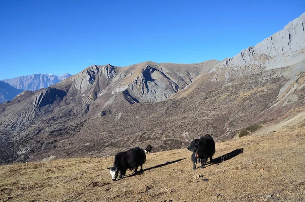 尼泊尔，在 anapurna，牦牛放牧在山附近徒步旅行 — 图库照片