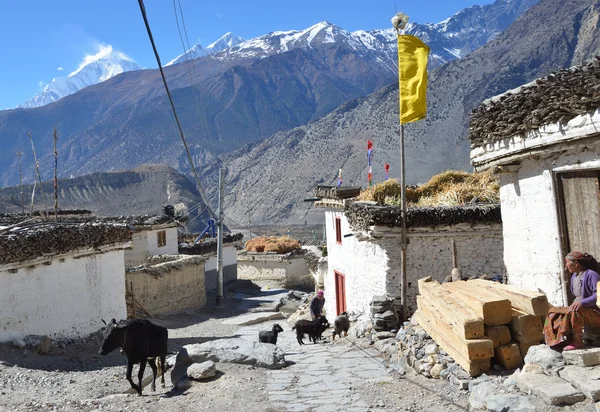 Nepal, jomsom, stolica regionu manang. Wąwóz kali gandaki. — Zdjęcie stockowe