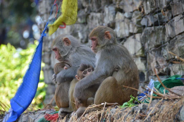 Nepal, maymun Kathmandu. — Stok fotoğraf