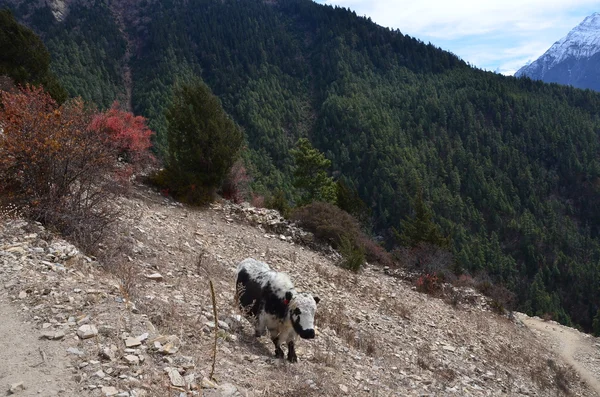 Nepal, trekking intorno ad Anapurna, yak pascola in montagna — Foto Stock