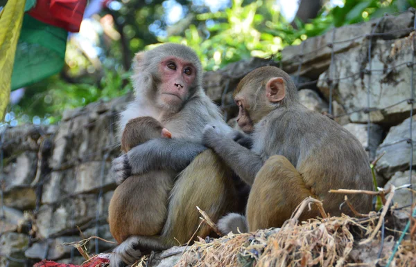 Nepal, maymun Kathmandu. — Stok fotoğraf