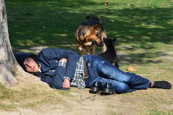 Isztambul, a férfi alszik egy fa alatt. következő két kutya. — Stock Fotó