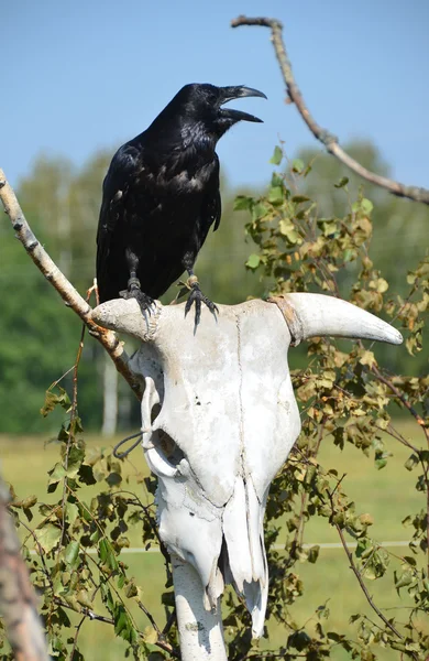 Black Crow on the skull of the animal. — Stock Photo, Image