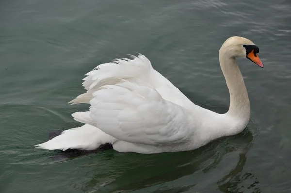 Witte Zwaan op meer van Genève. — Stockfoto