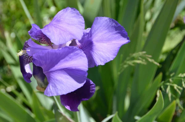 Blue Iris. — Stock Photo, Image