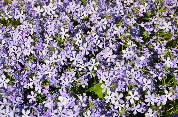 Background of purple decorative flowers — Stock Photo, Image