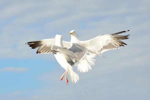 Ptačí tango, rackové na obloze nad bílé moře — Stock fotografie
