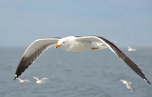 Gaviota en vuelo sobre el Mar Blanco . — Foto de Stock