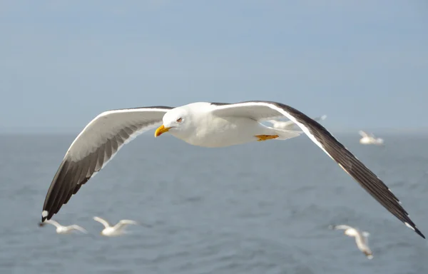 Möwe im Flug über das weiße Meer. — Stockfoto