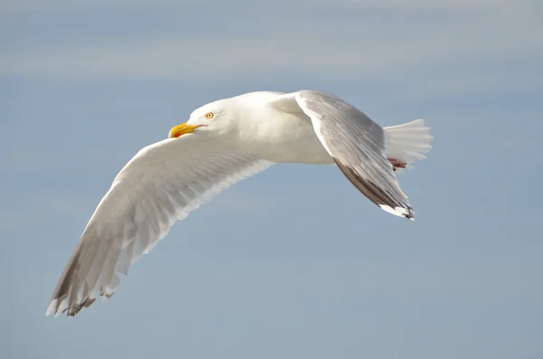 Чайка в полете над Белым морем . — стоковое фото