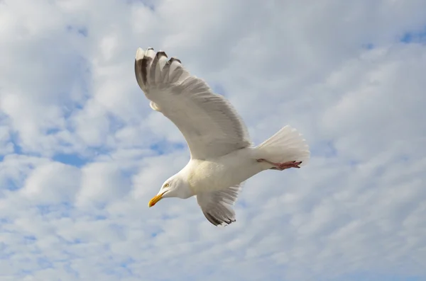 Möwe im Flug über das weiße Meer. — Stockfoto