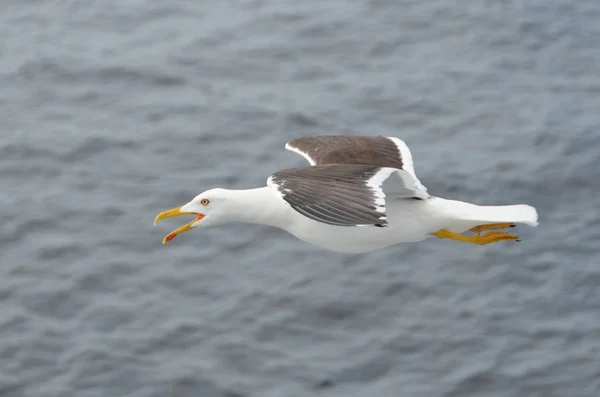 Seagull in flight over the White Sea. — Stock Photo, Image