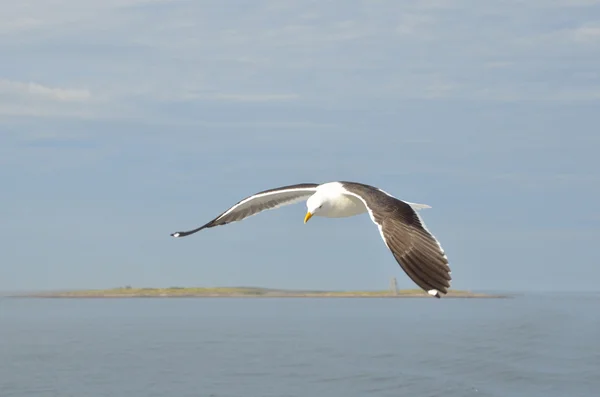 Seagull in flight over the White Sea. — Stock Photo, Image