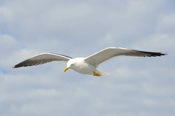 Чайка в полете над Белым морем . — стоковое фото