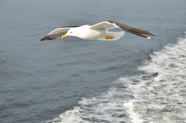 Möwe im Flug über das weiße Meer. — Stockfoto