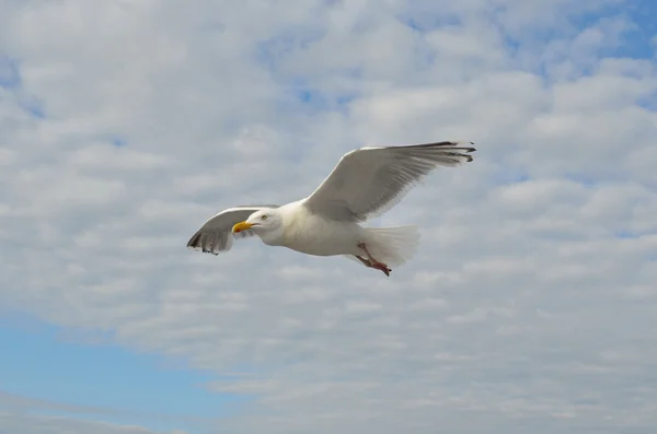 白い海上の飛行のカモメ. — ストック写真