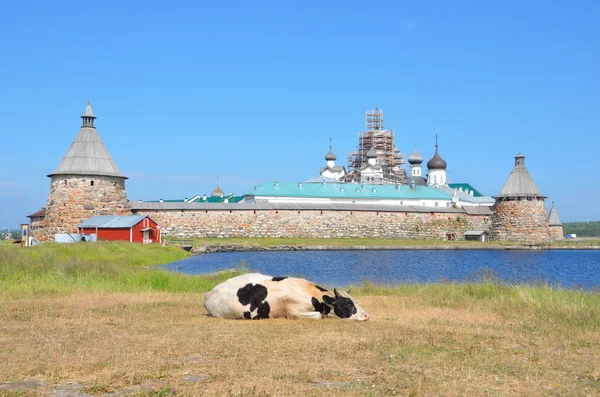 Αγελάδες μπροστά από τη Μονή solovetsky. — Φωτογραφία Αρχείου