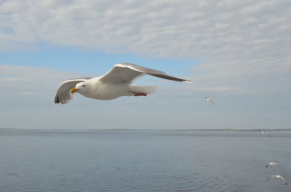 Möwe im Flug über das weiße Meer. — Stockfoto