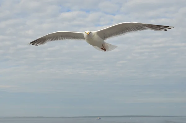 Seagull in flight over the White Sea. — Stock Photo, Image