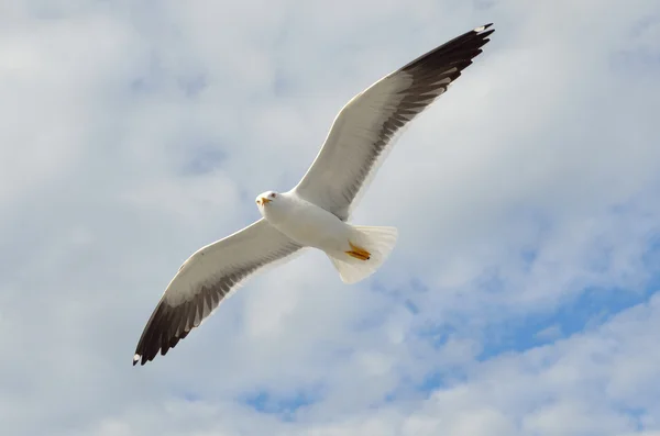 Mouette en vol au-dessus de la mer Blanche . — Photo