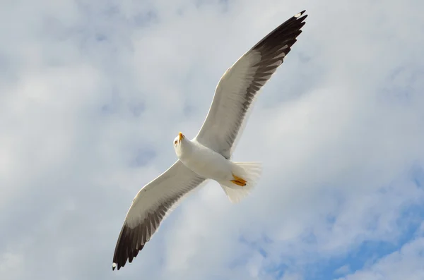 Gaviota en vuelo sobre el Mar Blanco . —  Fotos de Stock