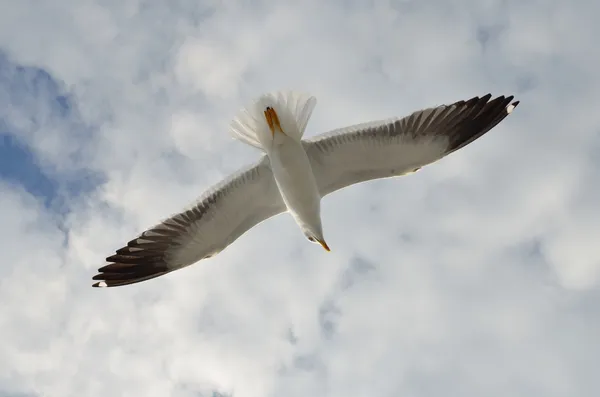 Mouette en vol au-dessus de la mer Blanche . — Photo