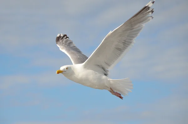 Möwe im Flug über das weiße Meer. — Stockfoto