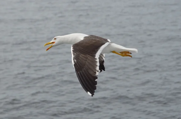 Seagull in flight over the White Sea. — Stock Photo, Image