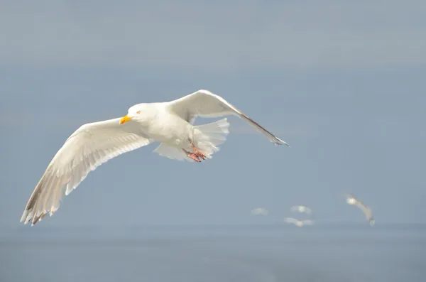 Möwe im Flug über das weiße Meer — Stockfoto