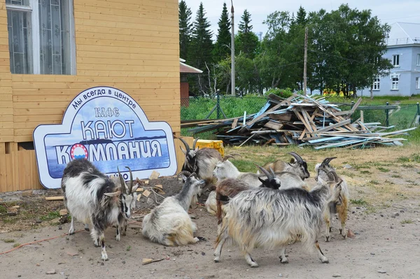 Solovki, beyaz deniz üzerinde Marina — Stok fotoğraf