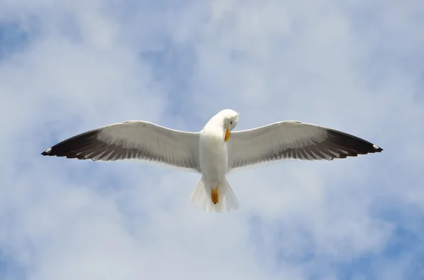 Seagull in flight over the White sea — Stock Photo, Image