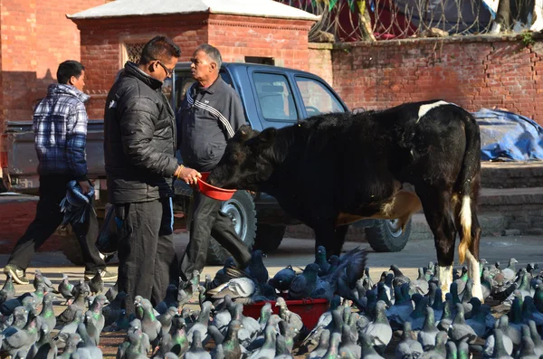 Nepal, Kathmandu Darbar square, men feed pigeons — Stock Photo, Image