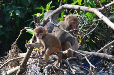maymun Katmandu Nepal sokaklarında
