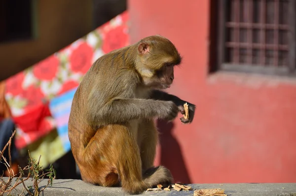 Apa på gatorna i kathmandu i nepal — Stockfoto