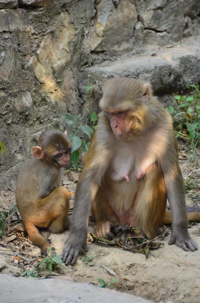 Apa på gatorna i kathmandu i nepal — Stockfoto