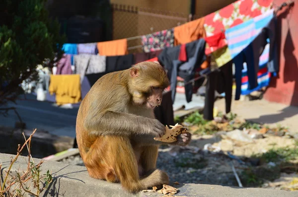 Maymun Katmandu Nepal sokaklarında — Stok fotoğraf