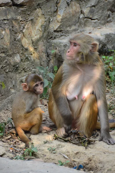 Scimmia per le strade di Kathmandu in Nepal — Foto Stock