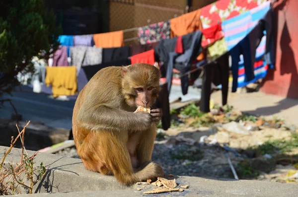 Maymun Katmandu Nepal sokaklarında — Stok fotoğraf