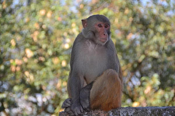 Macaco nas ruas de Kathmandu no Nepal — Fotografia de Stock