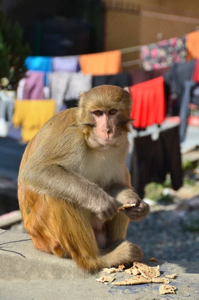 Maymun Katmandu Nepal sokaklarında — Stok fotoğraf