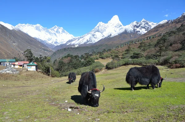Nepal, Himalaya, yak pascolano sulle montagne: Everest, Lhotse e Amadablan — Foto Stock