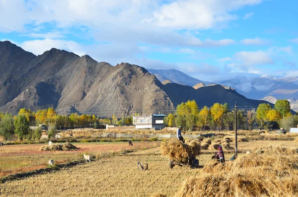 Tibetan plateau in autumn. — Stockfoto