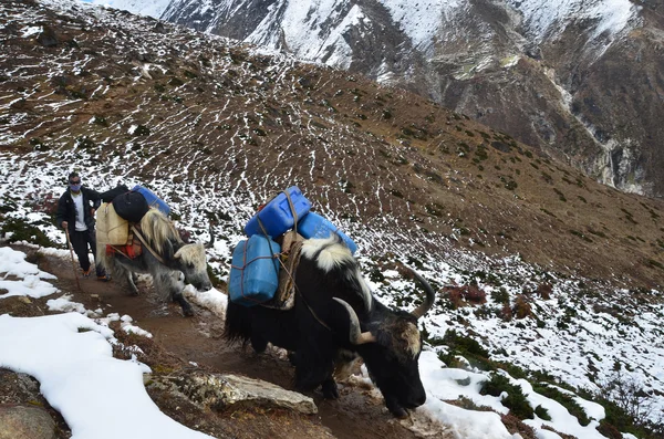 Nepal, Himalaya, oktober, 20, 2013. Drover ' s Yaks i fjällen — Stockfoto