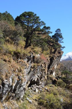 Nepal, Himalayes ormanda